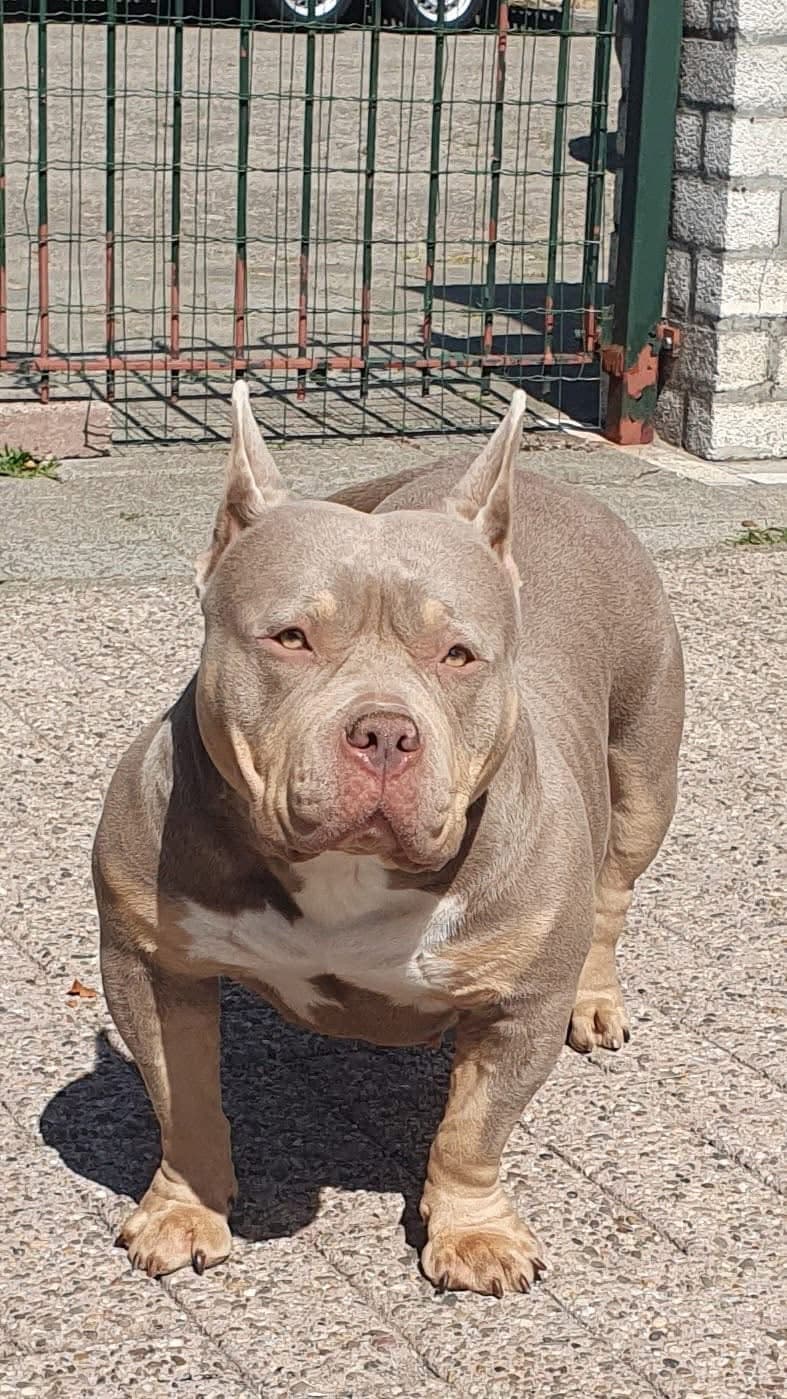 Lola — foto 1