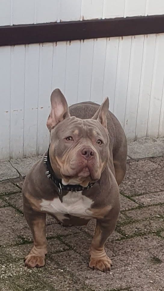 Lola 3