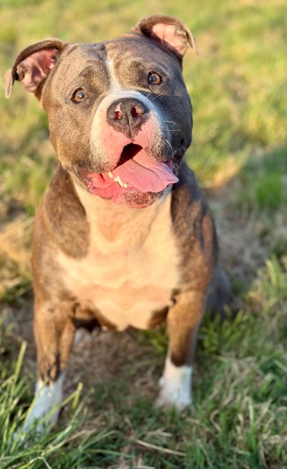 Diva — foto 1