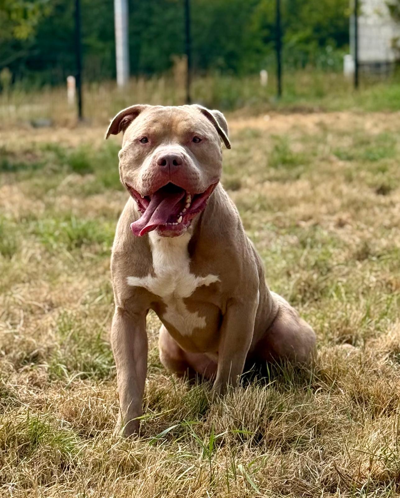 Alpa - American bully XL