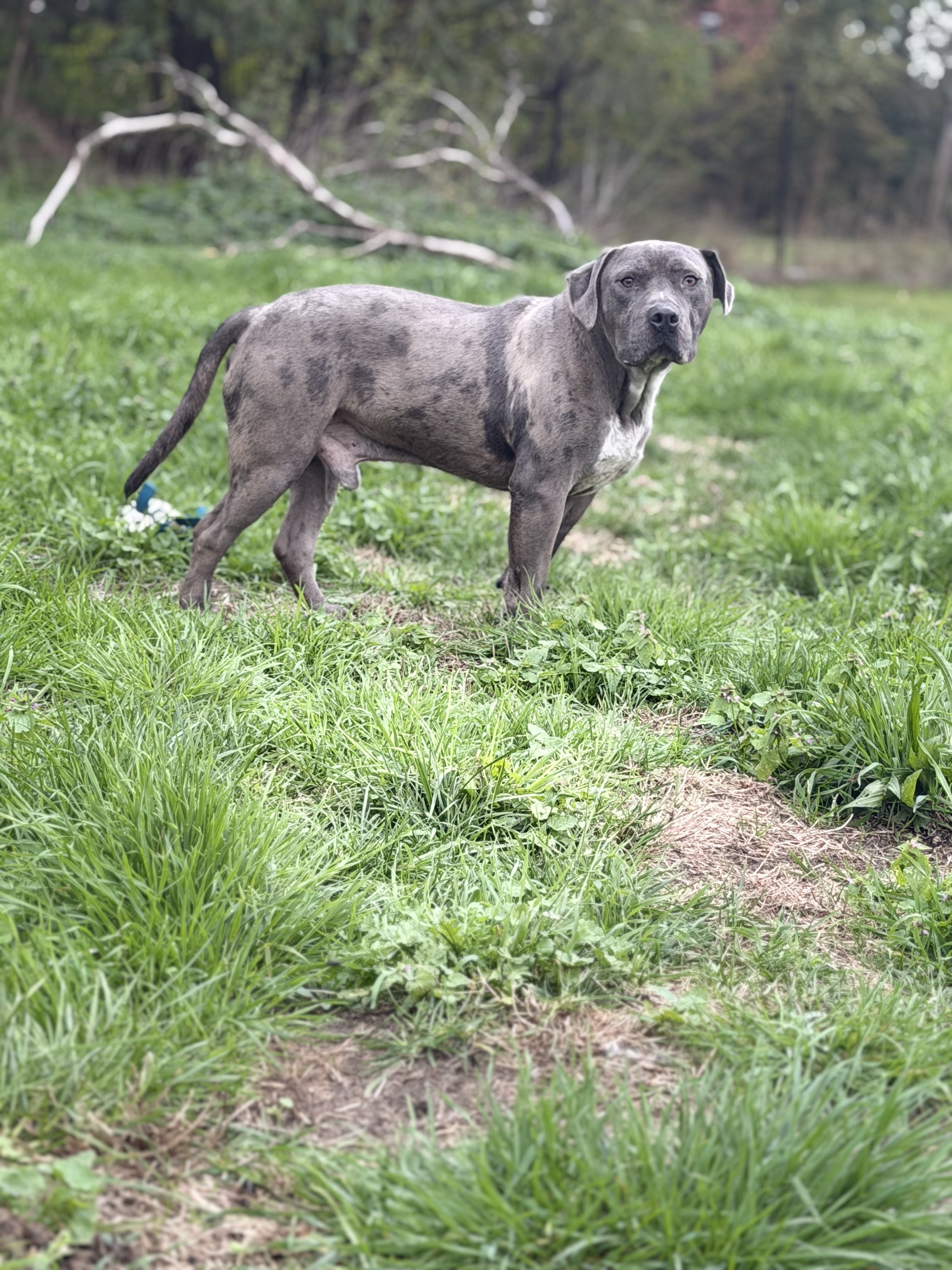 Argo - Bully x