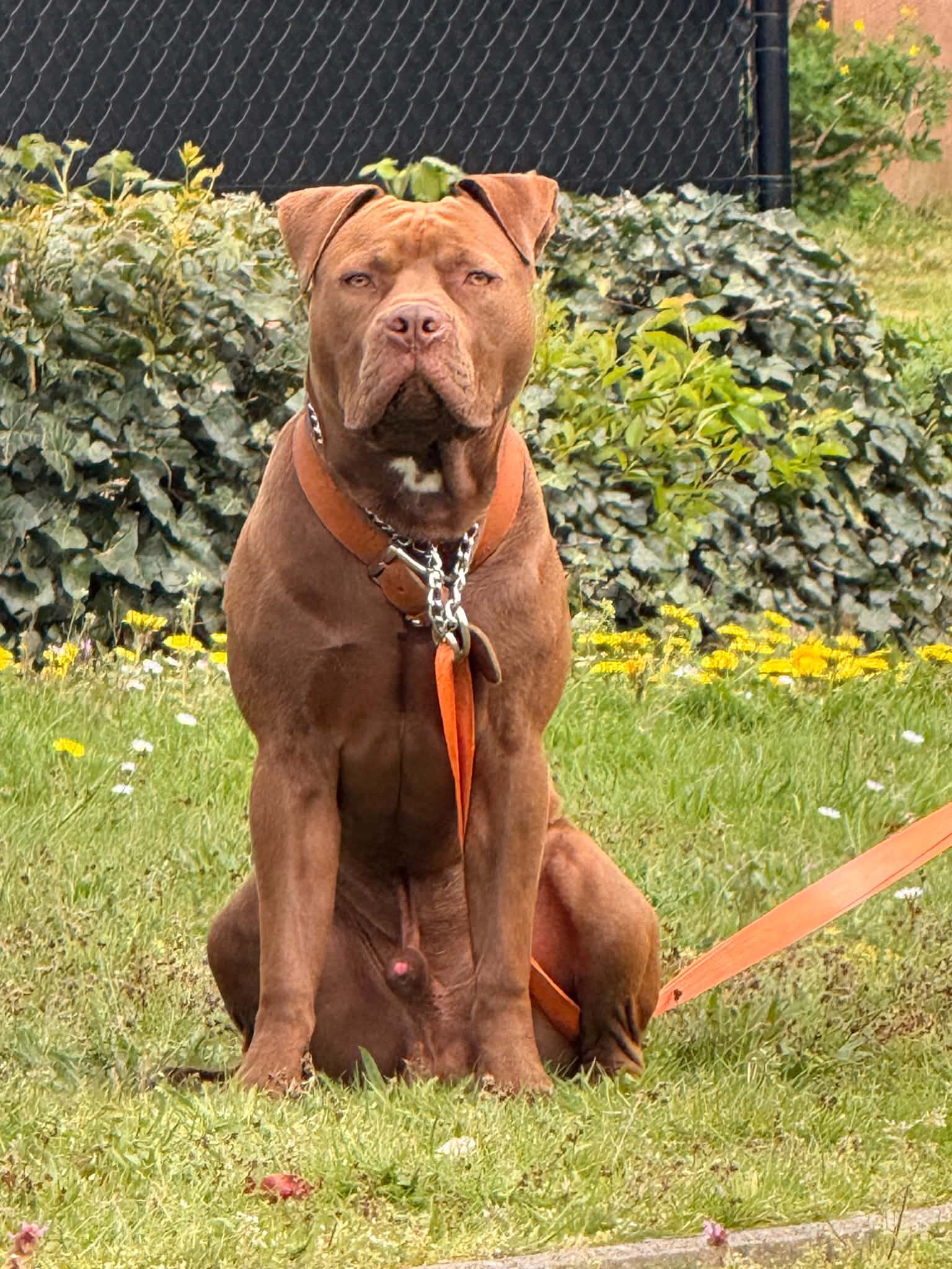 Baron — foto 1