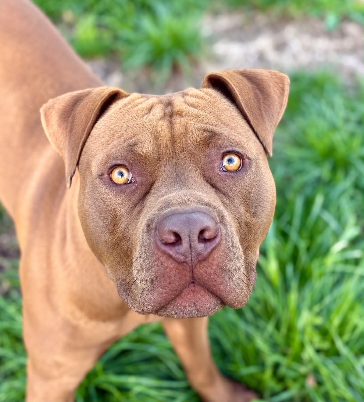 Baron - Pitbull
