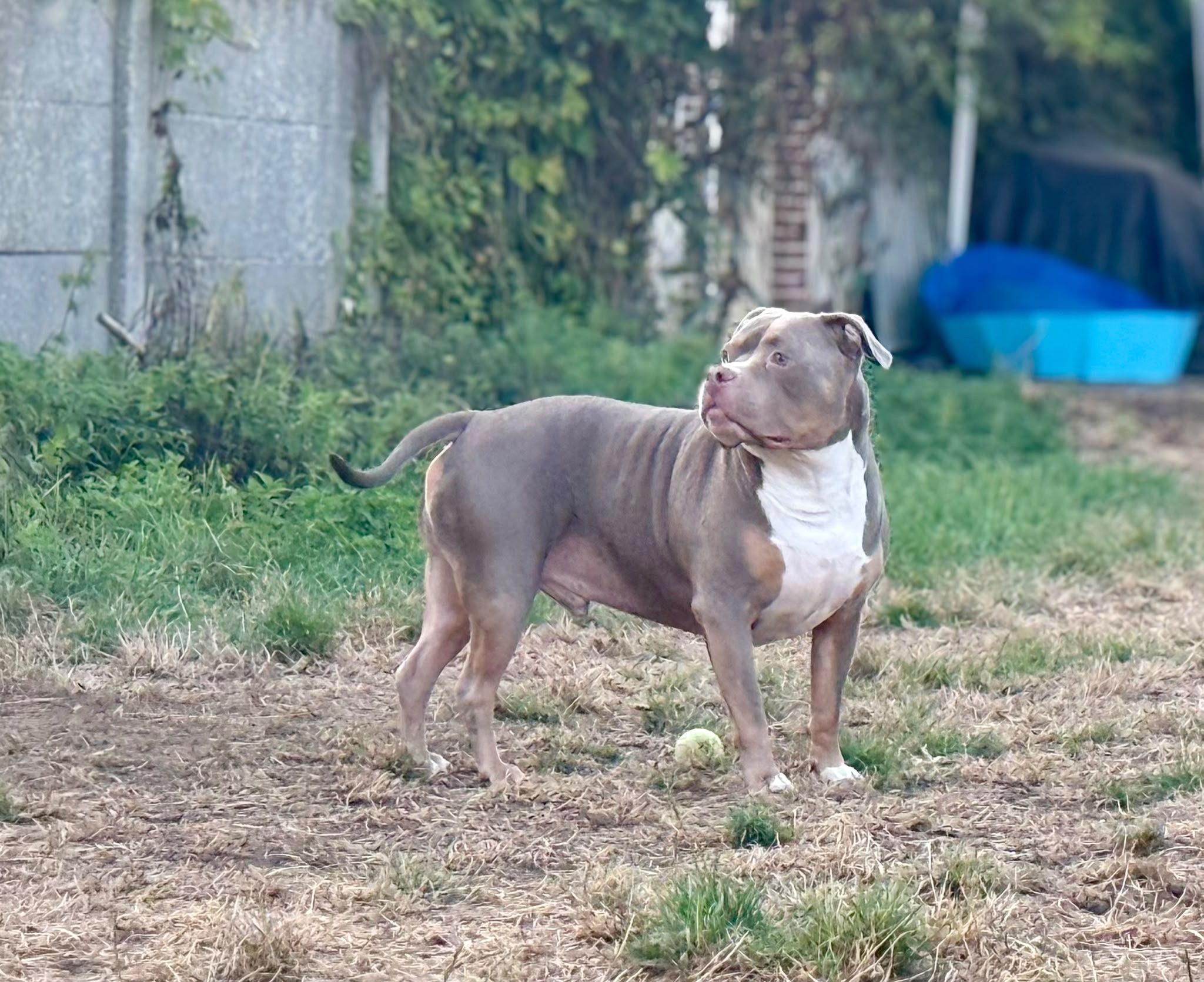 Billy 4