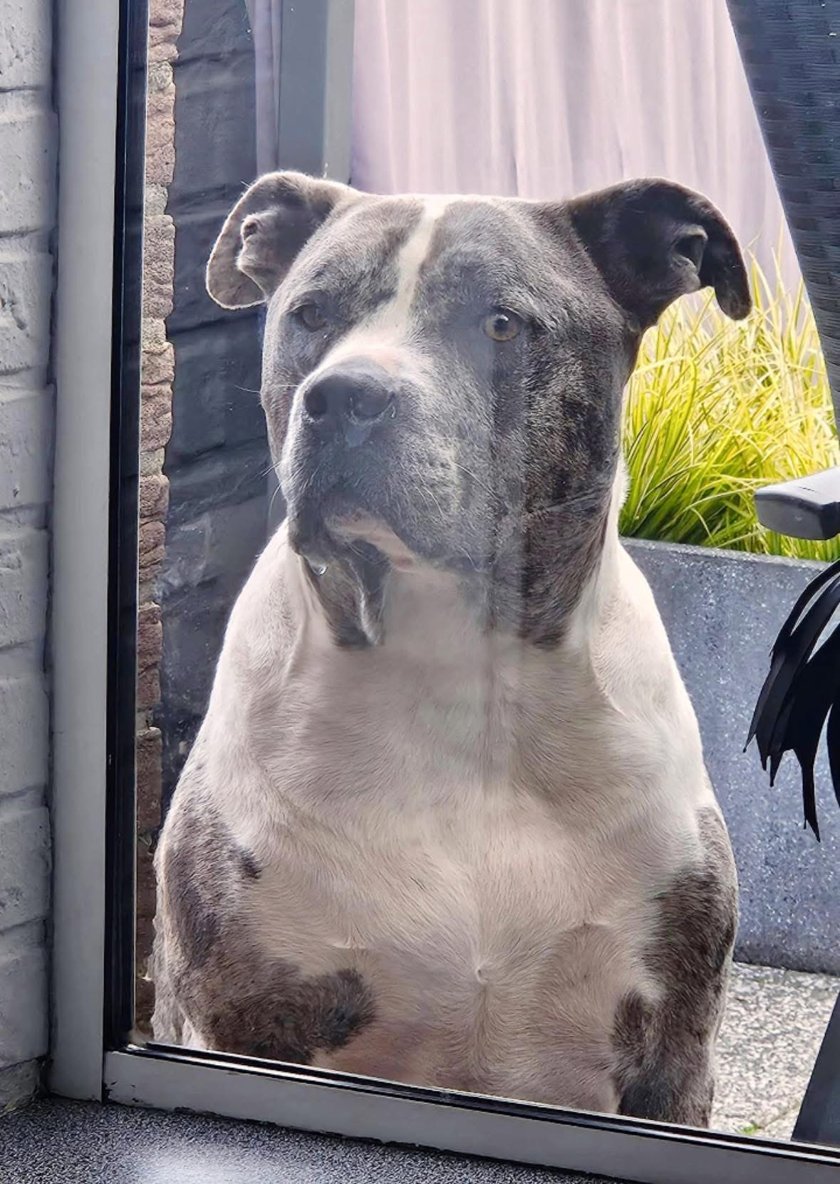 Chevy - American bully XL