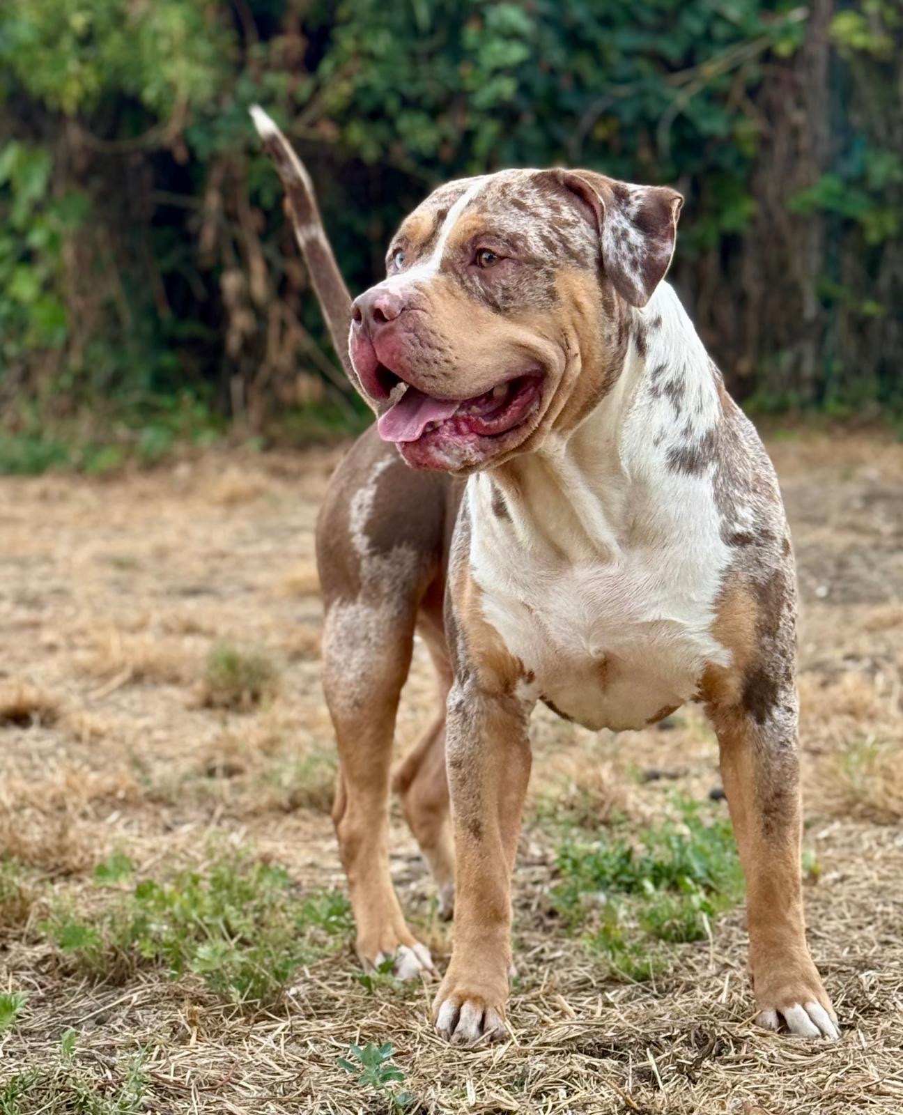 Chief - American bully XL