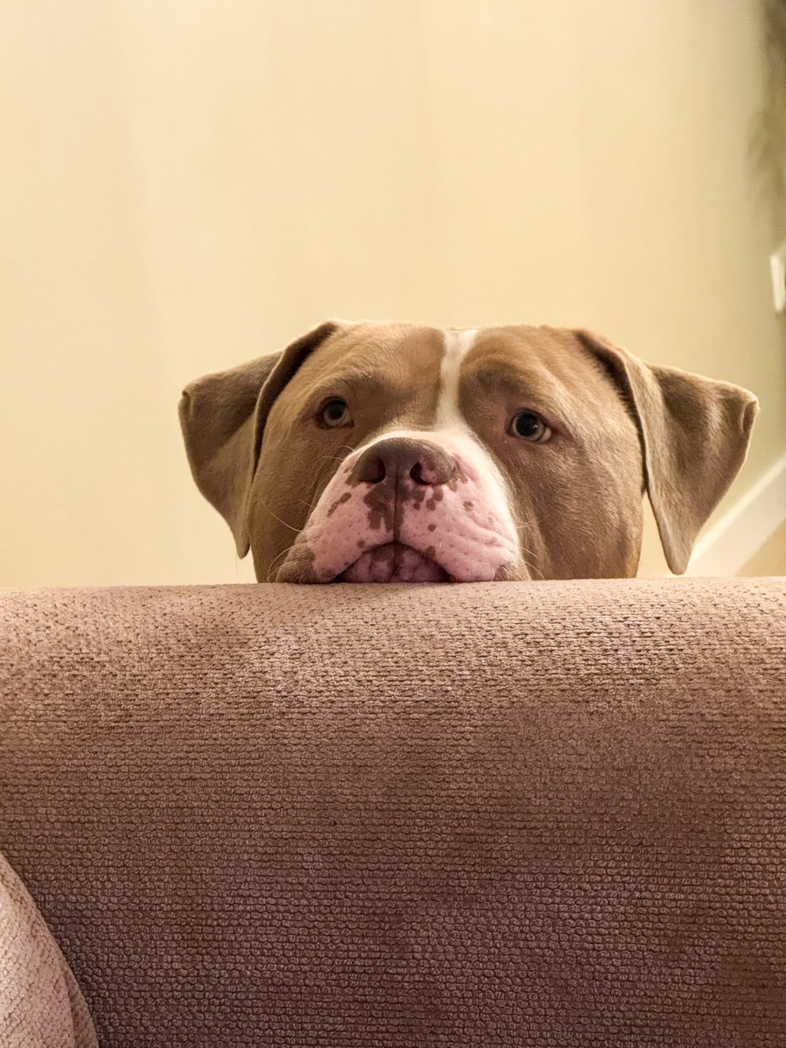 Dozer - American bully XL