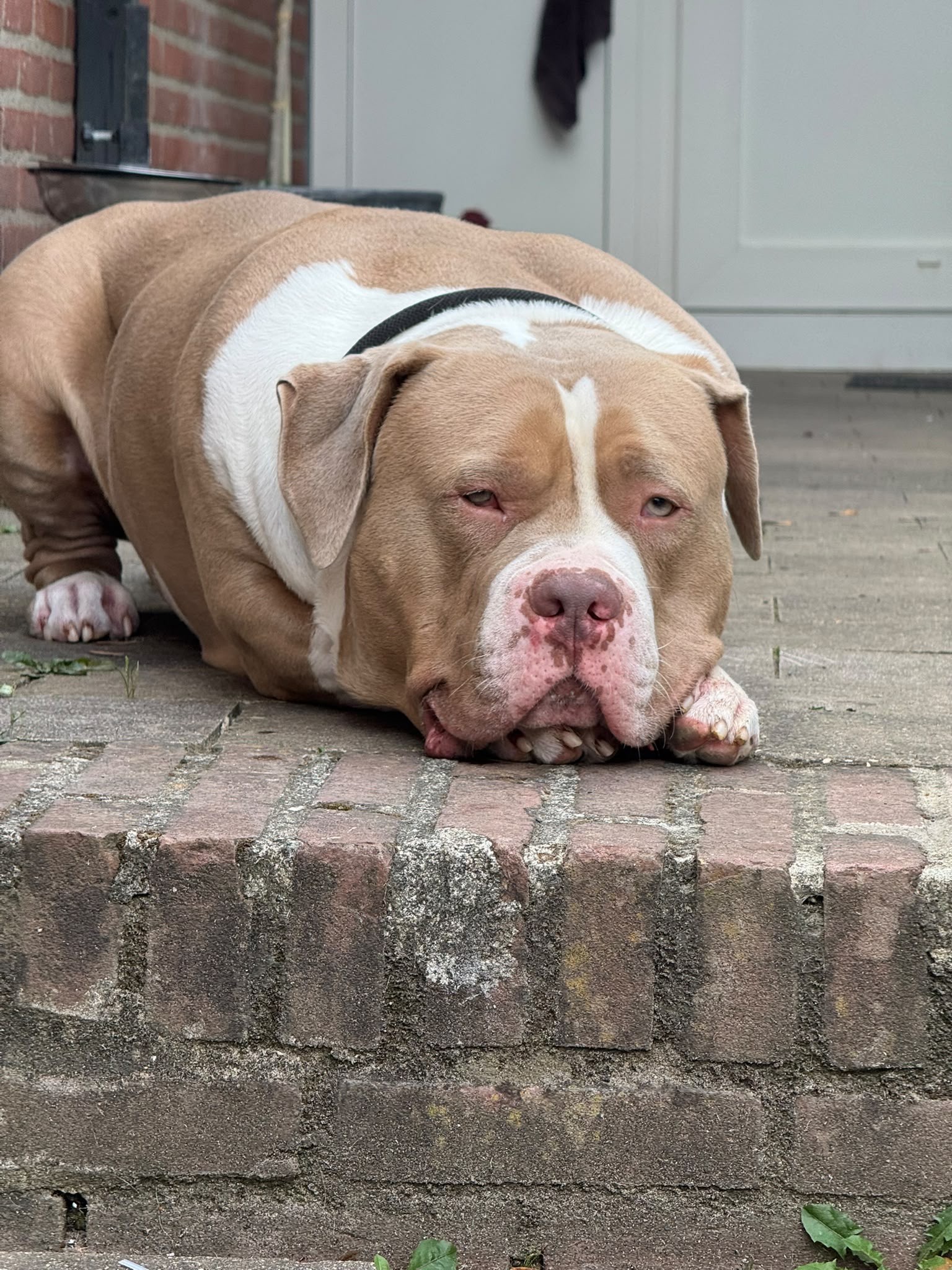 Dozer 2