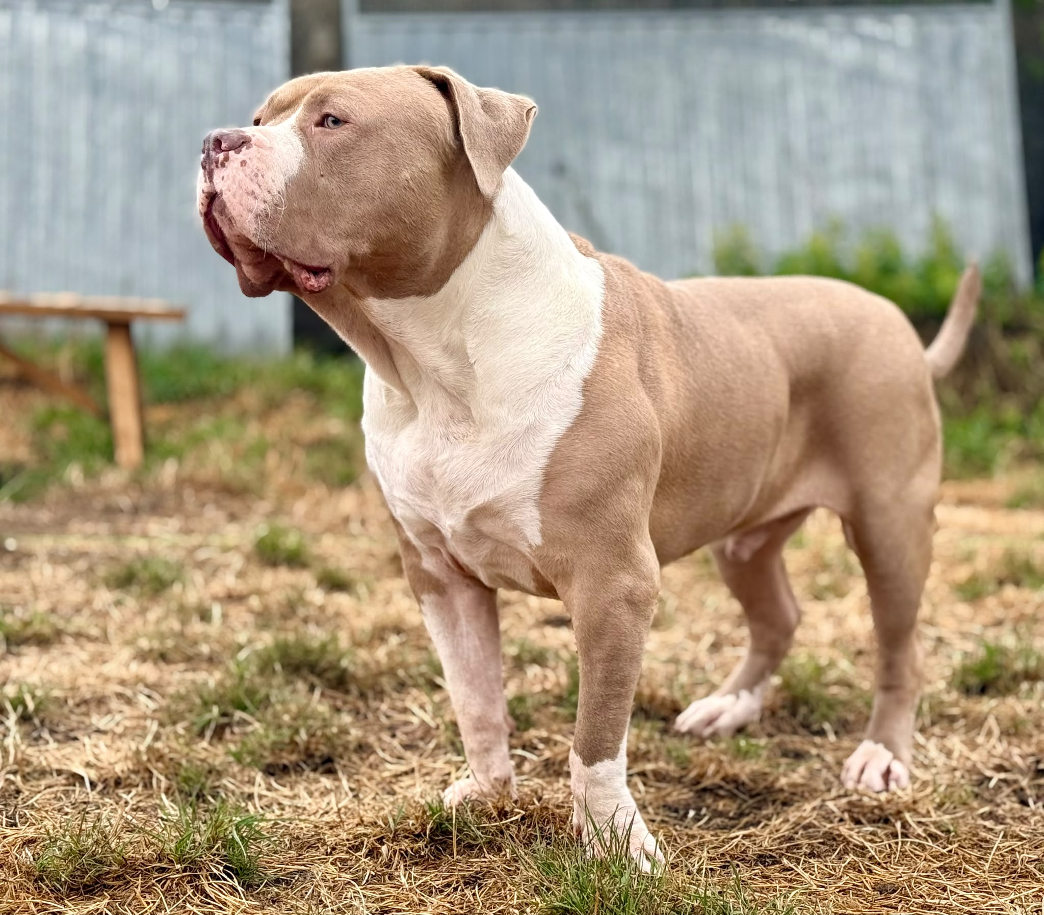 Dozer 4