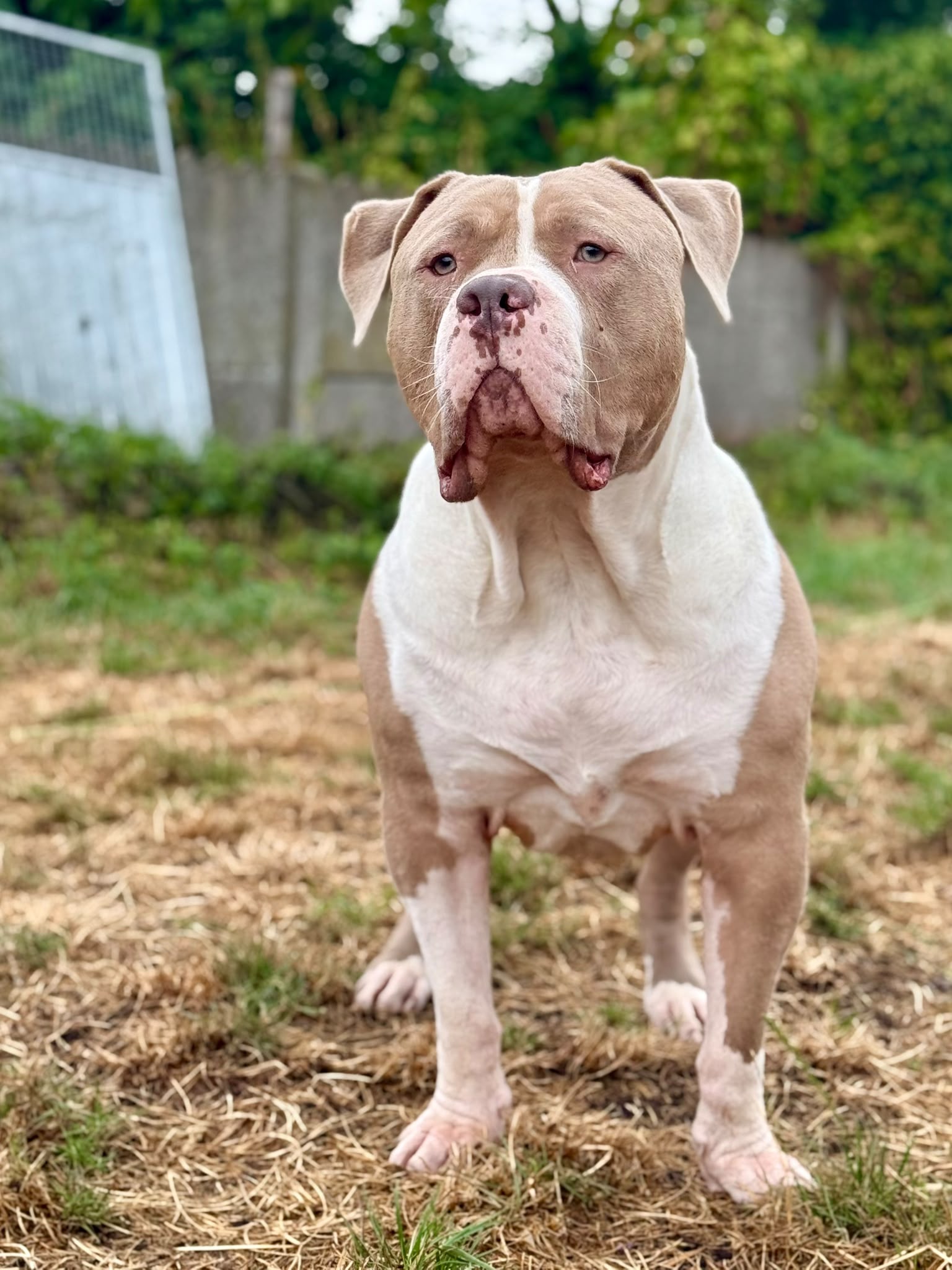 Dozer 5