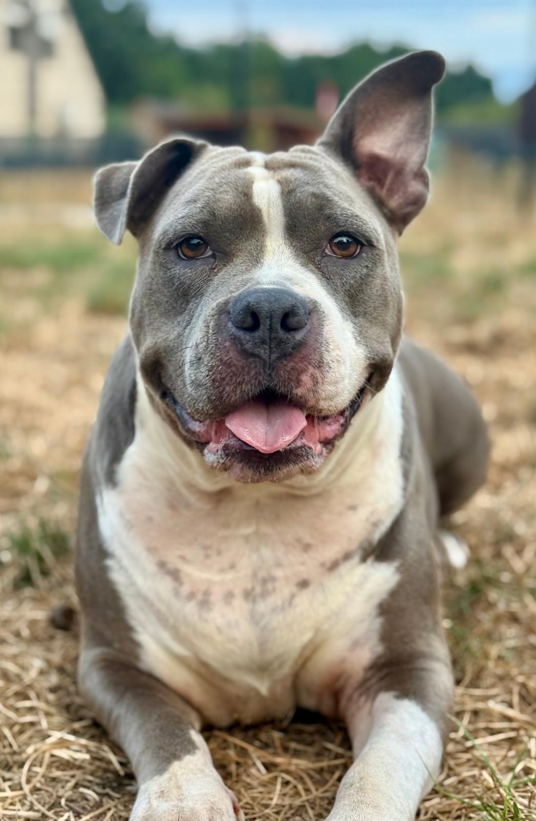 Lana - American bully standaard