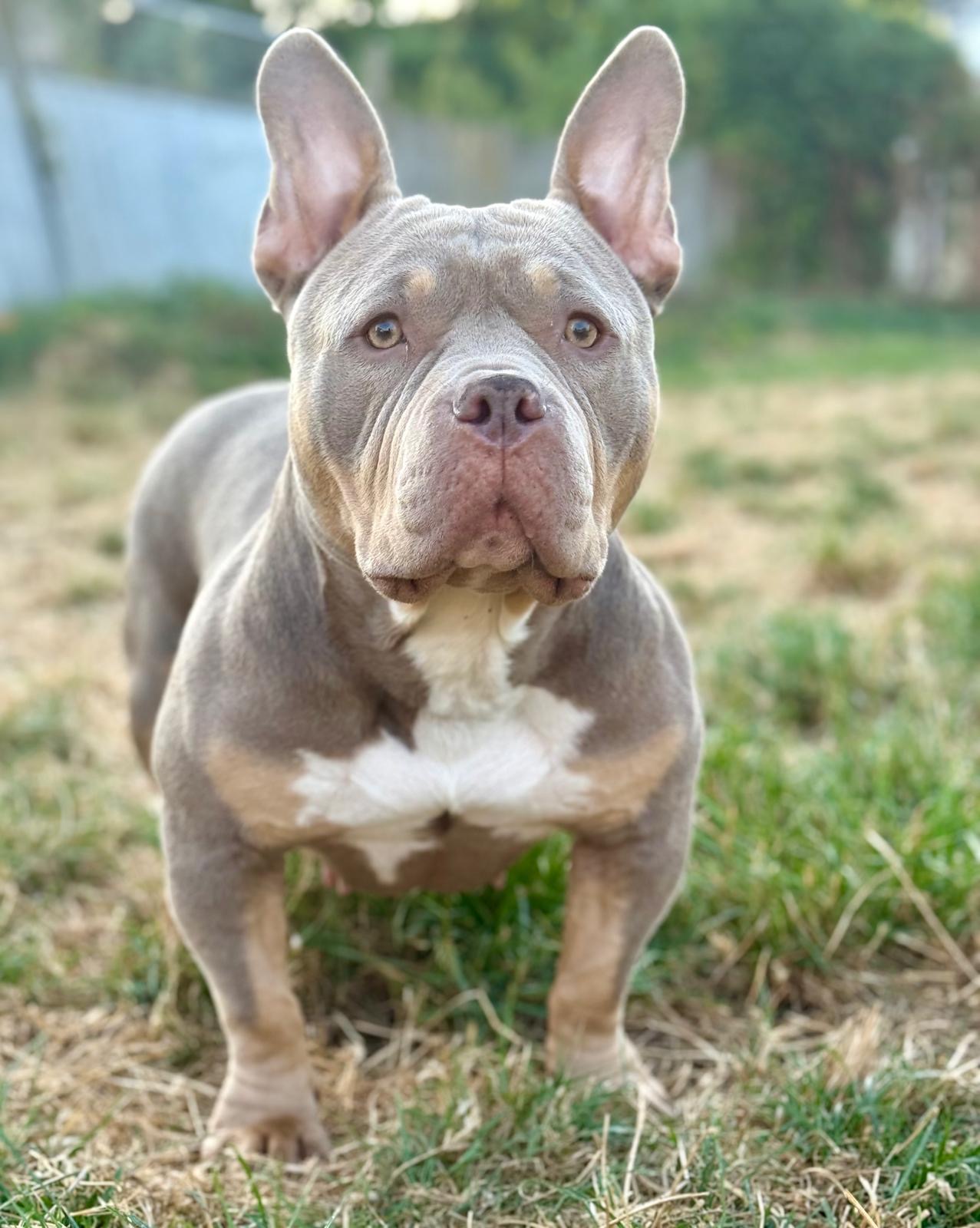 Lola 3
