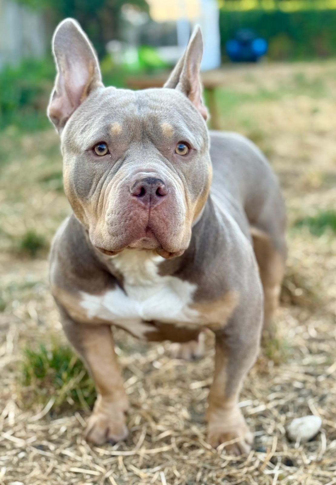 Lola 4
