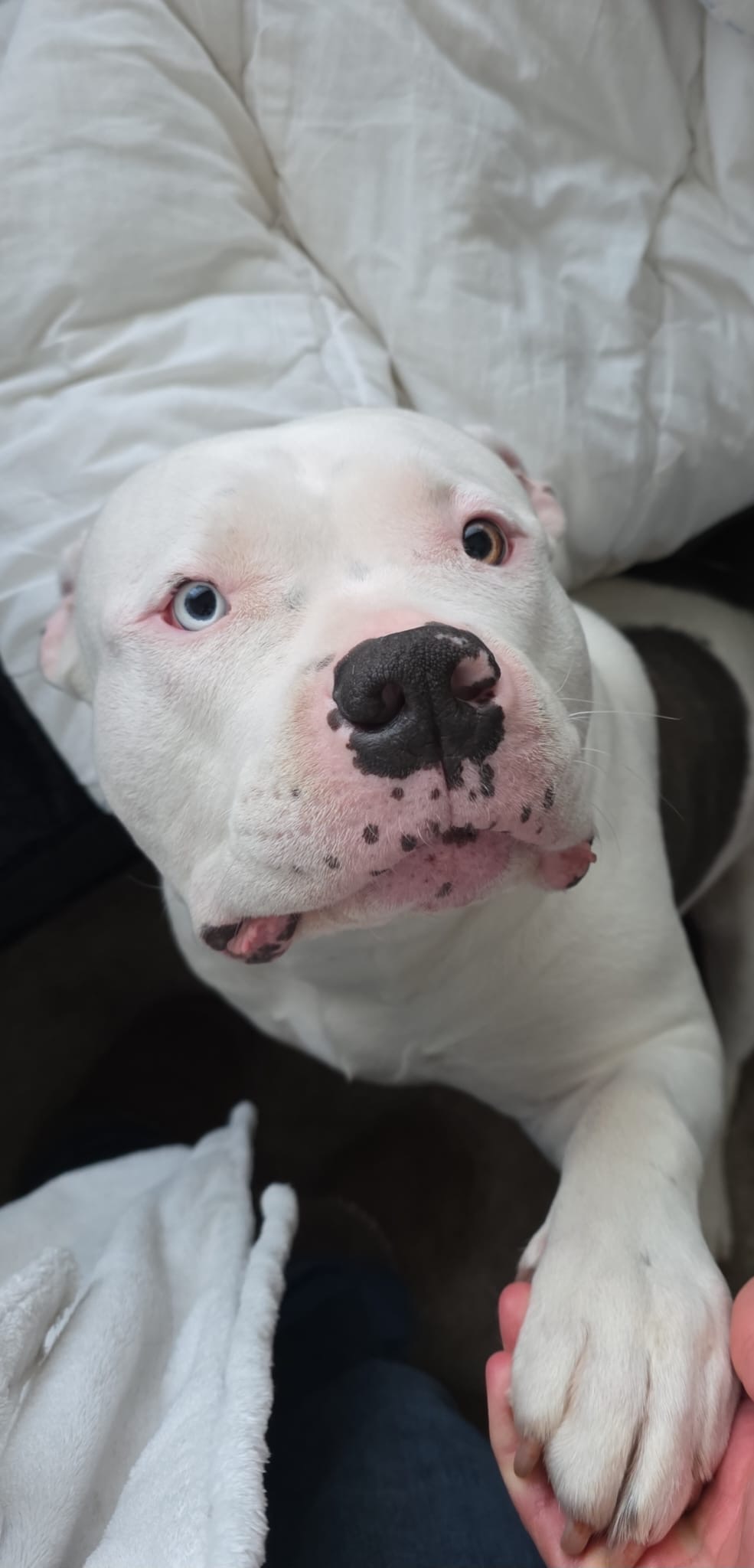 Bella - American bully xl