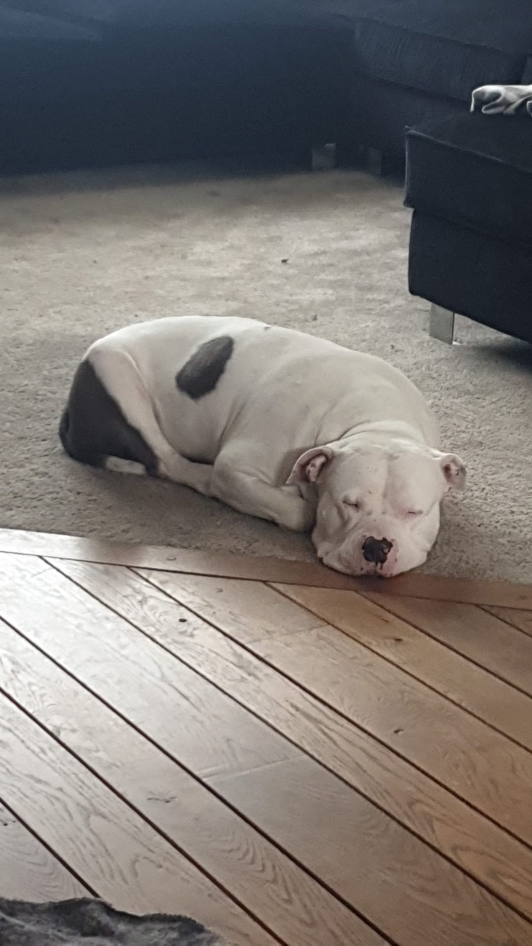 Bella 3
