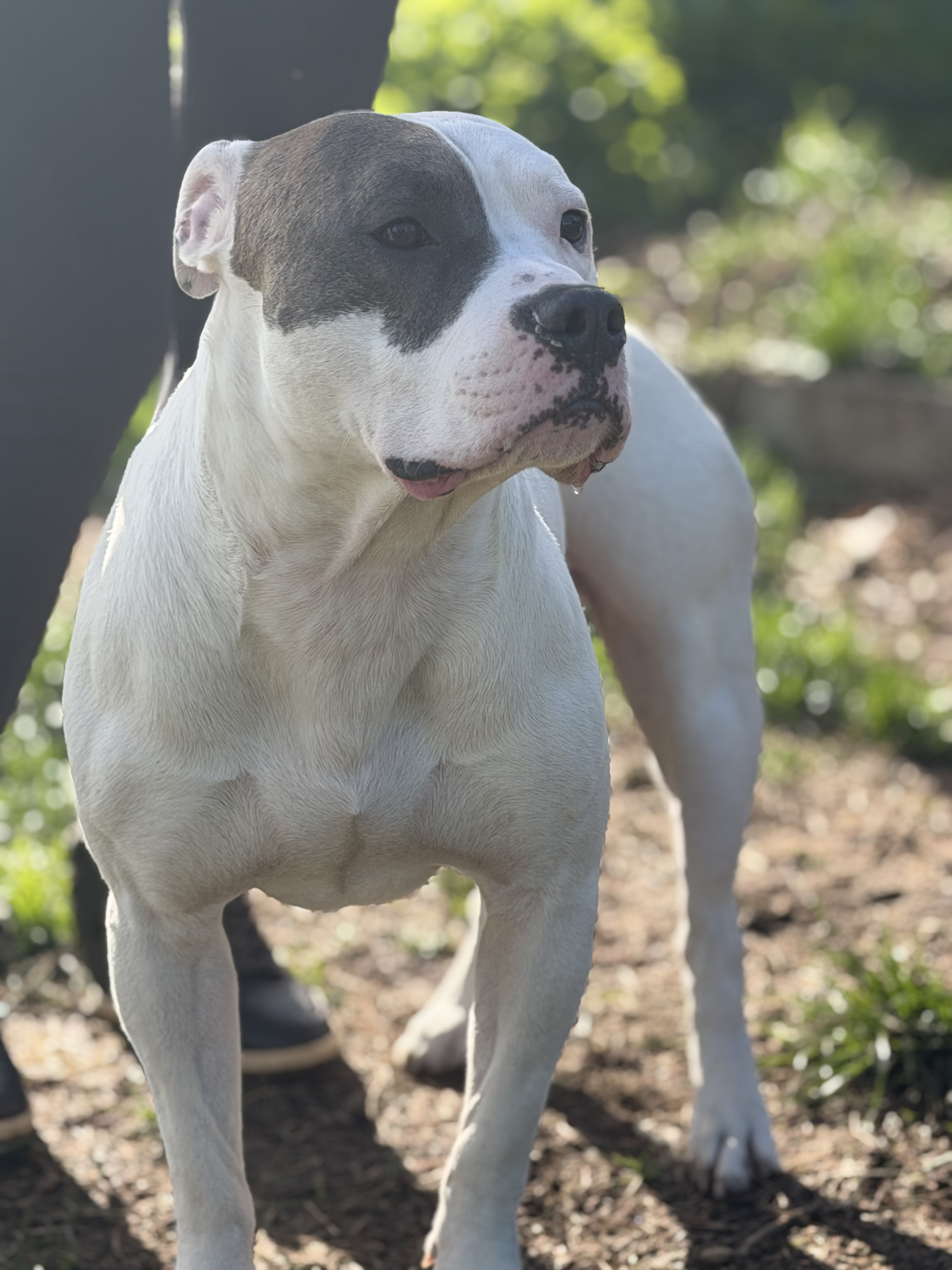 Paco 2