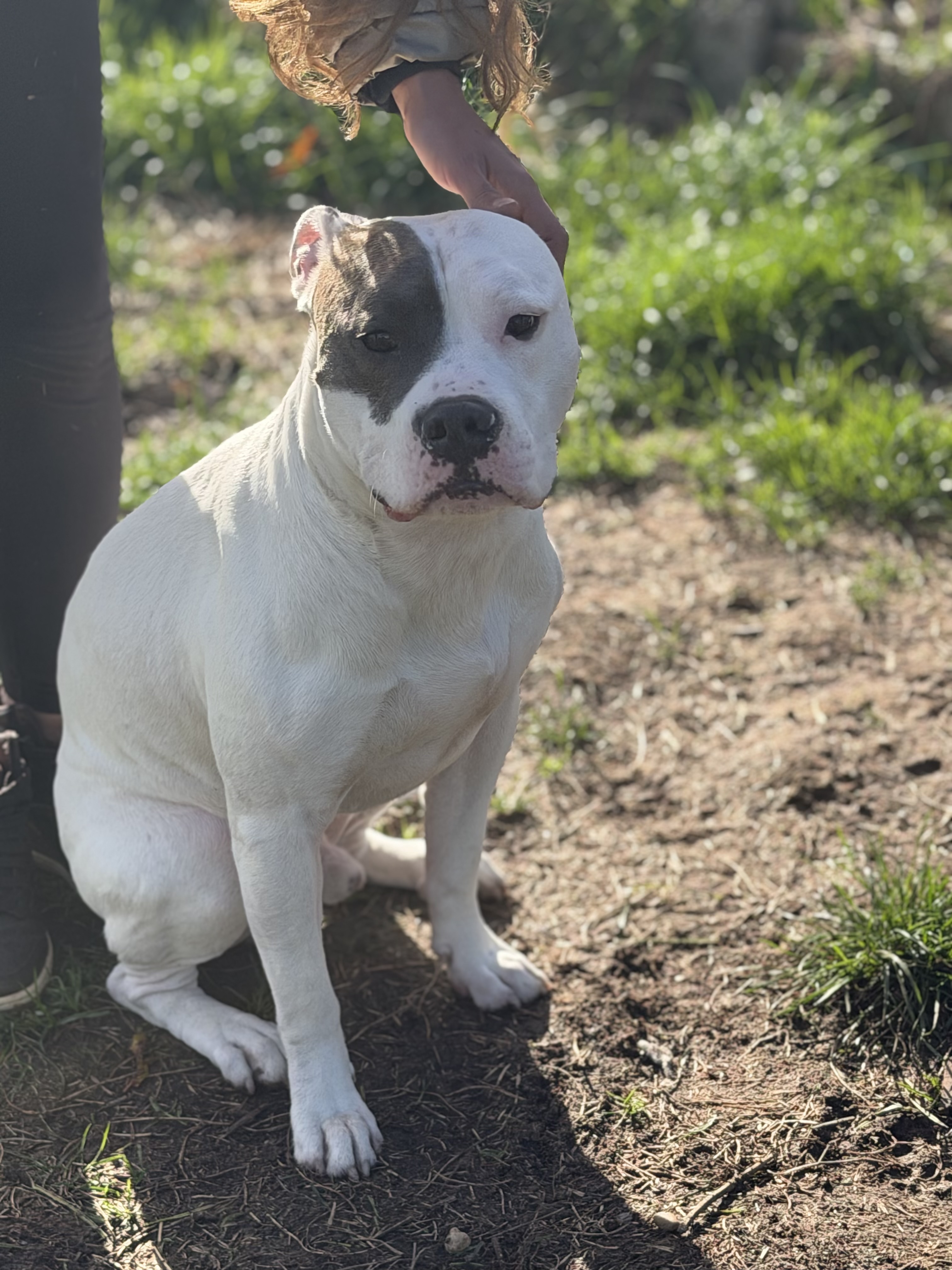 Paco 3