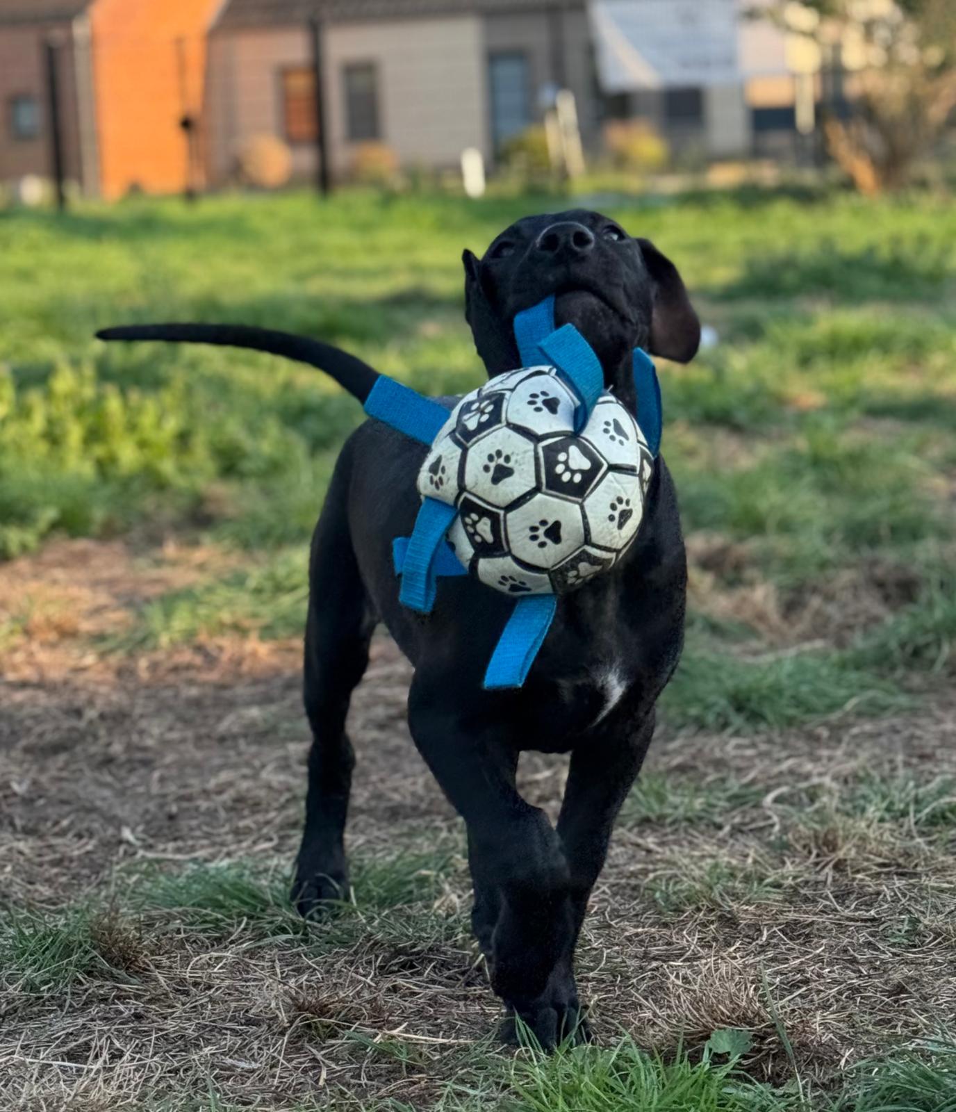 PUP 3 2