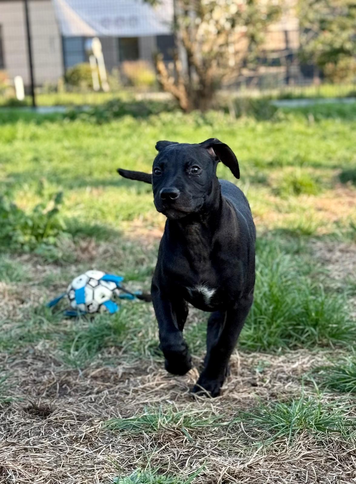 PUP 3 3