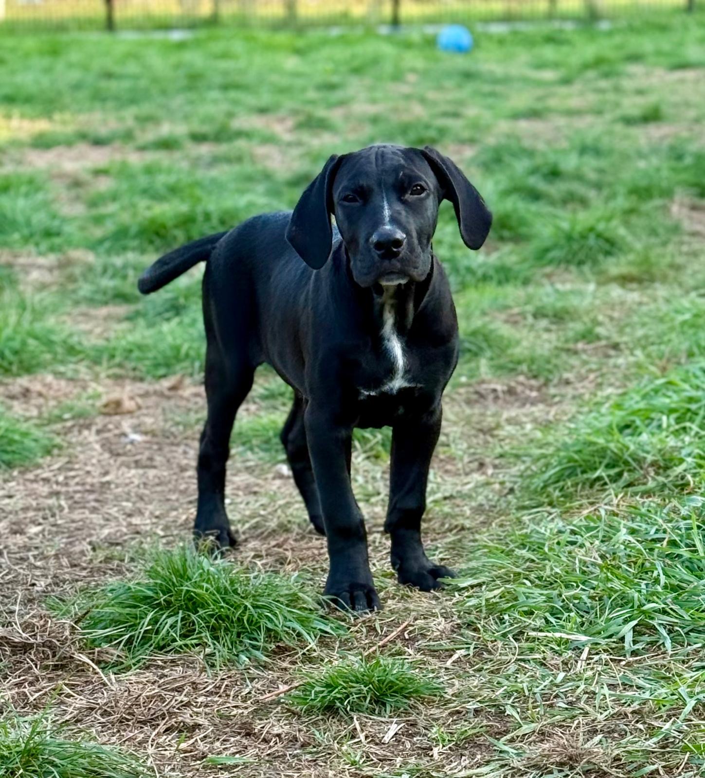 PUP1 2