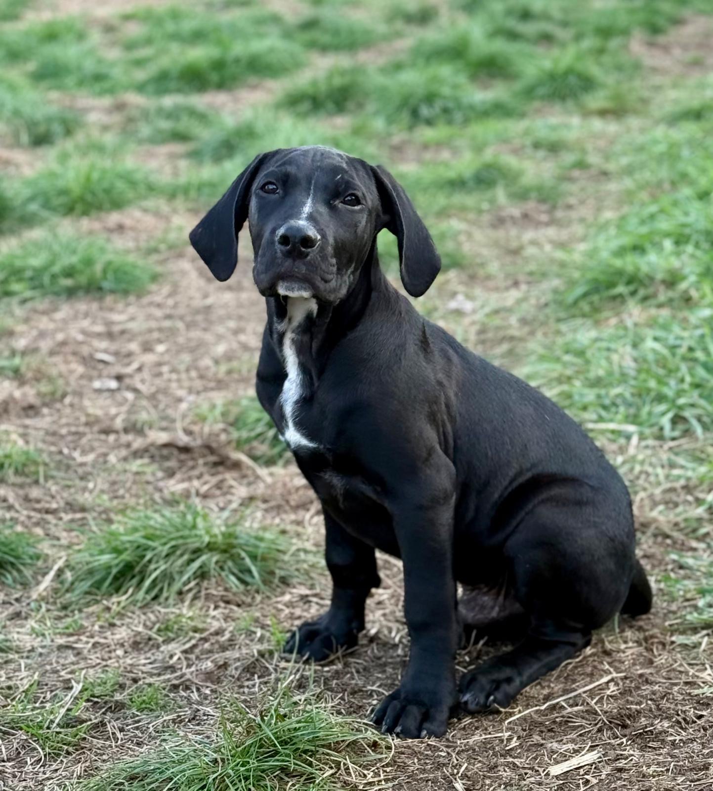 PUP1 3