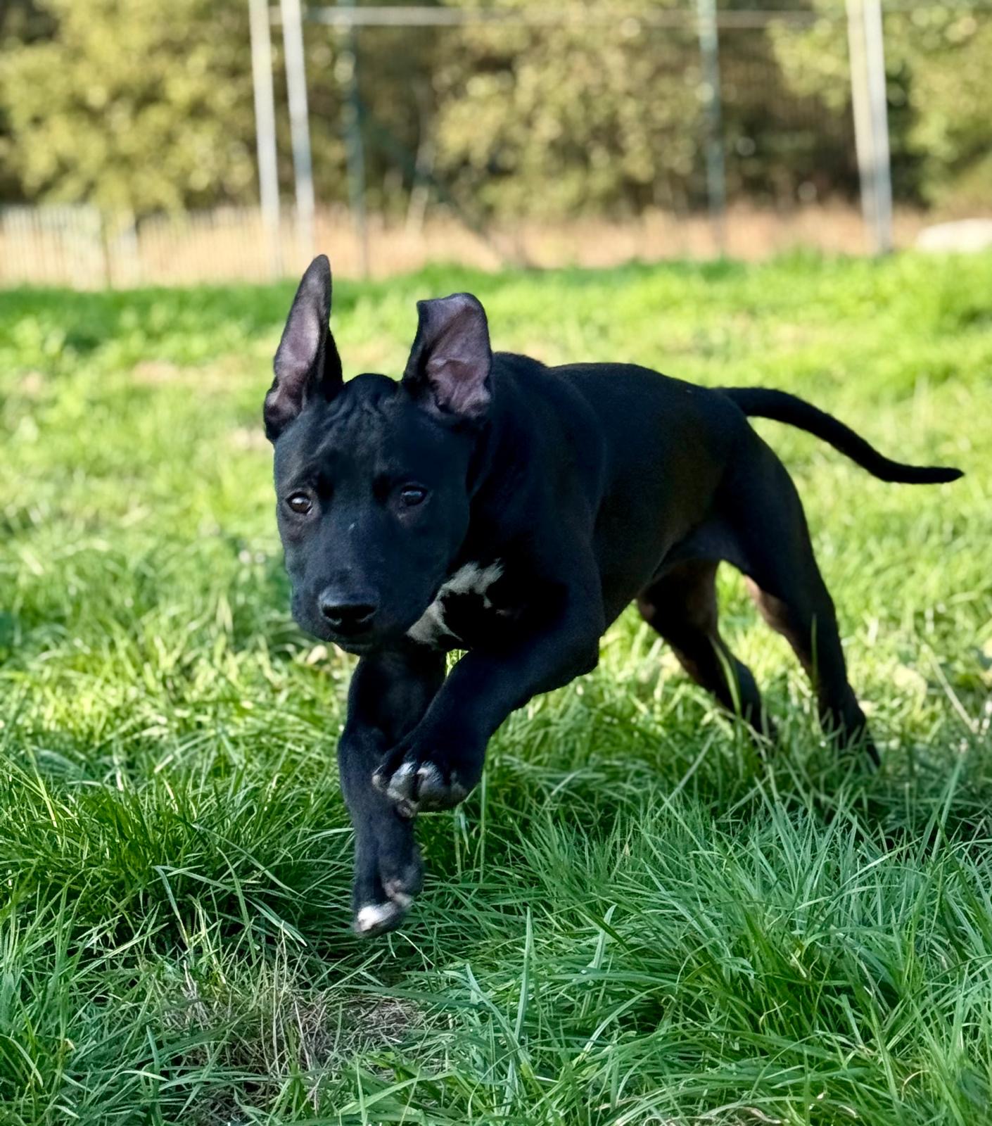 PUP2 2