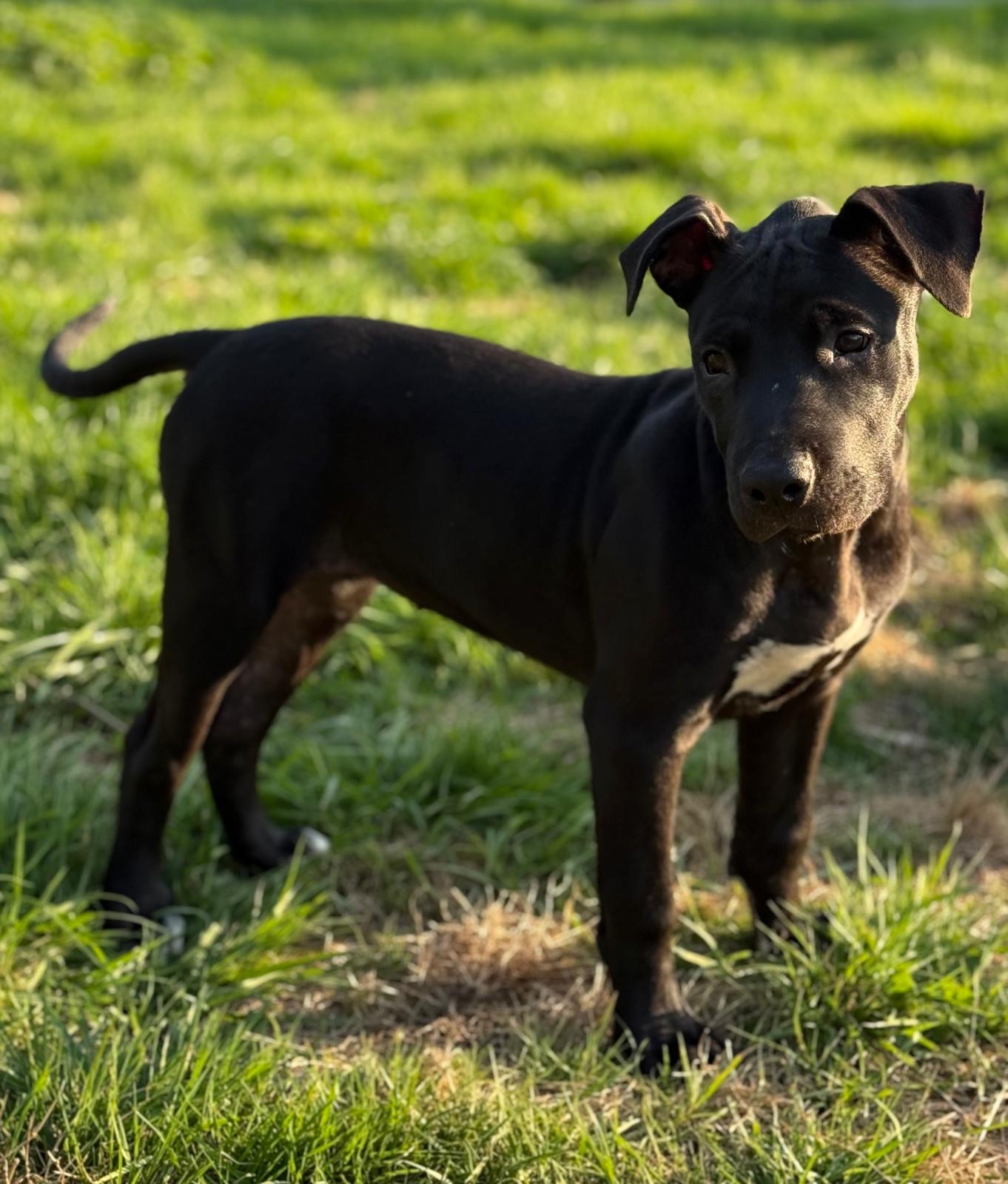 PUP2 3