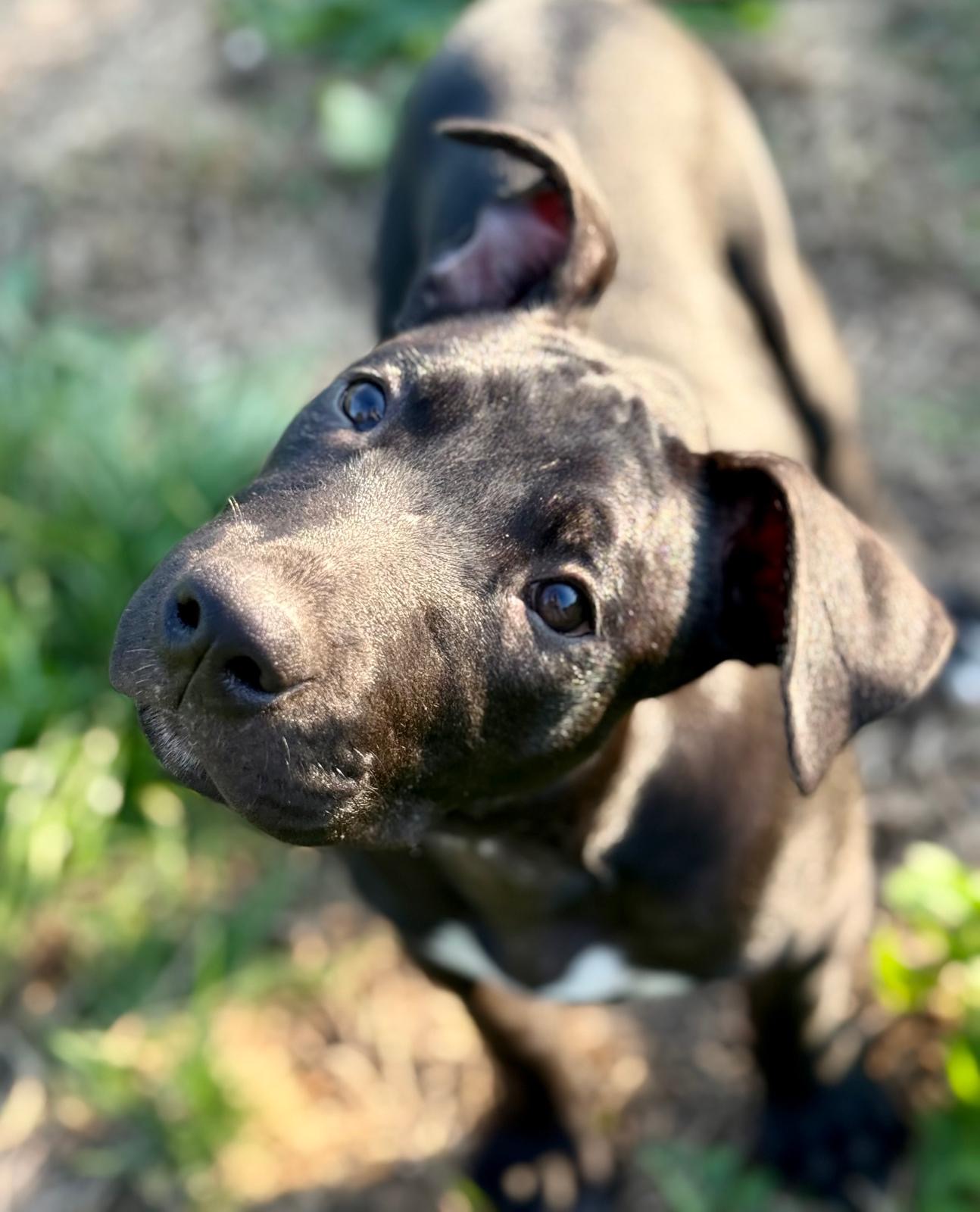 PUP2 4