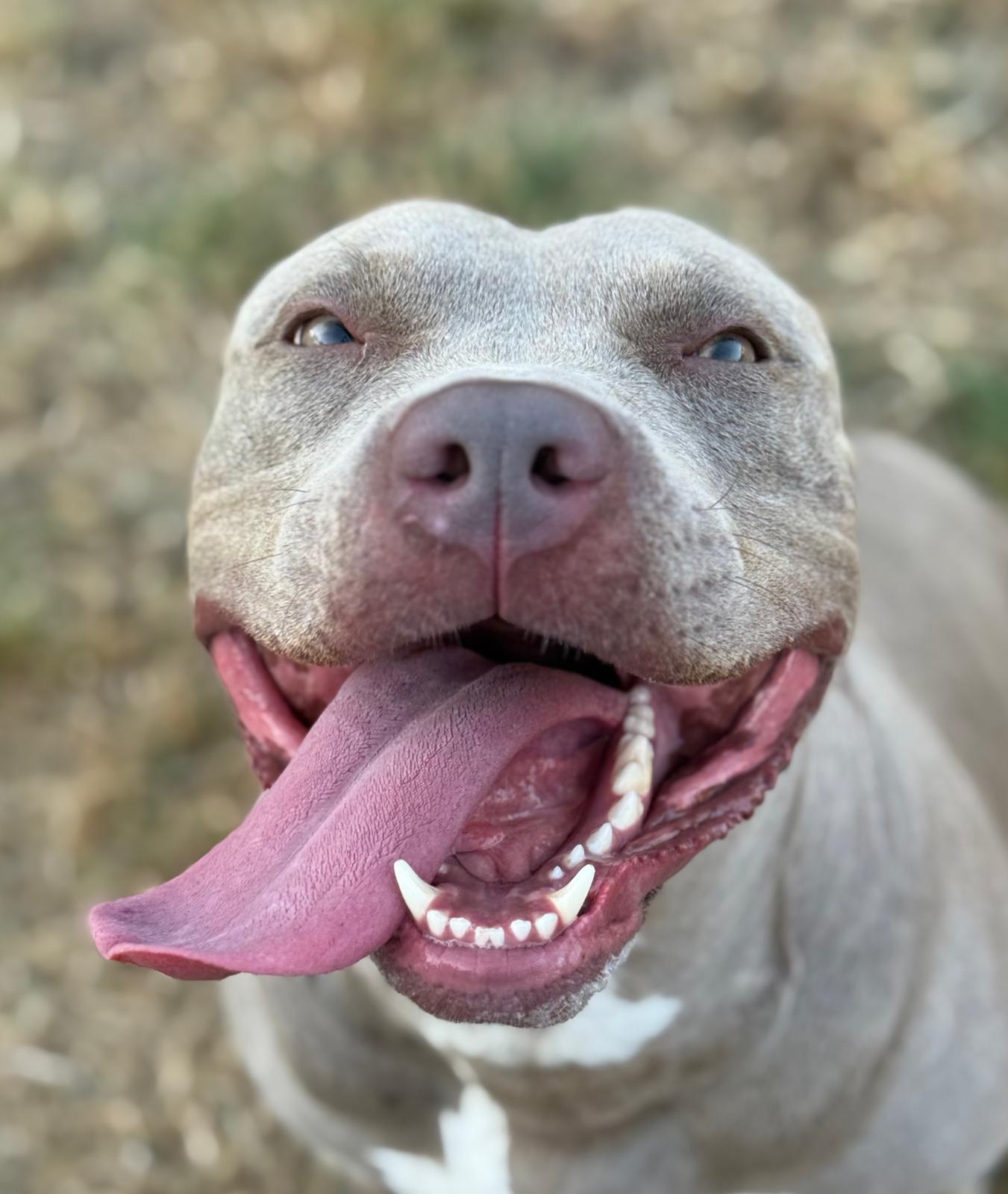 Sky - American bully xl