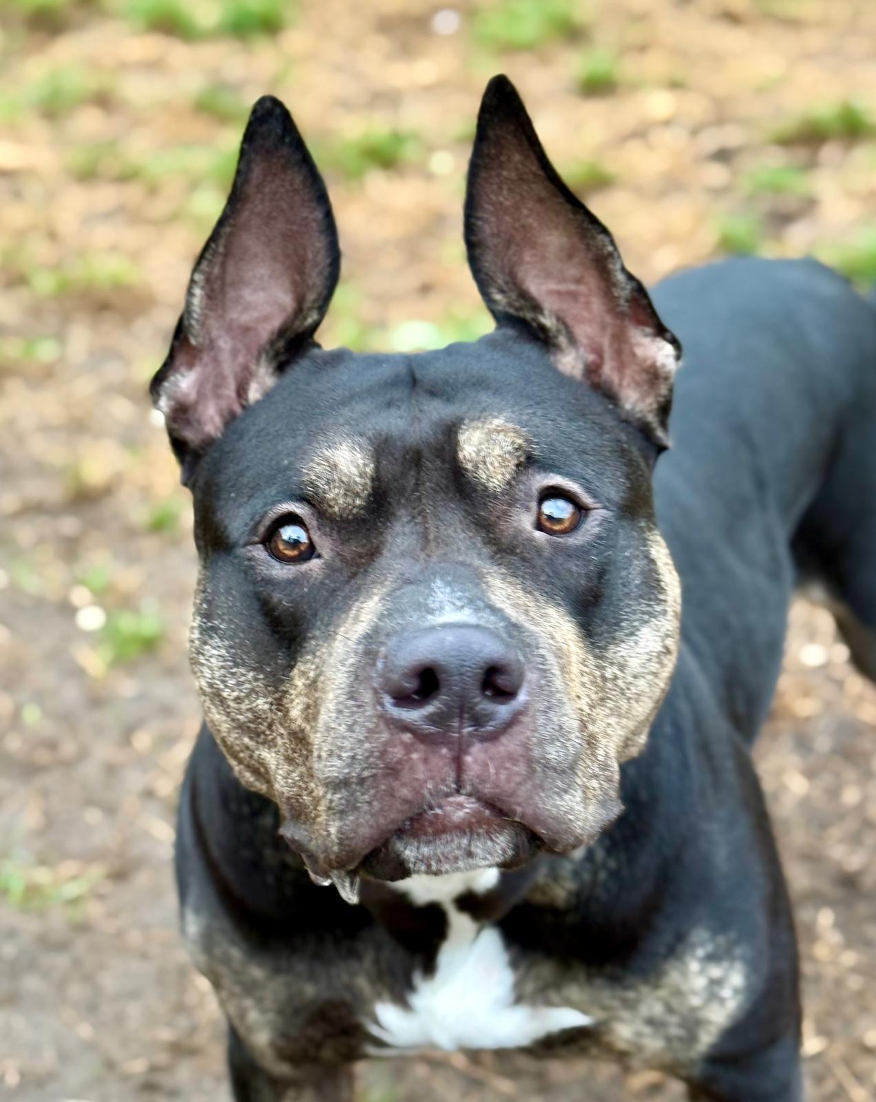 Sky - American bully XL