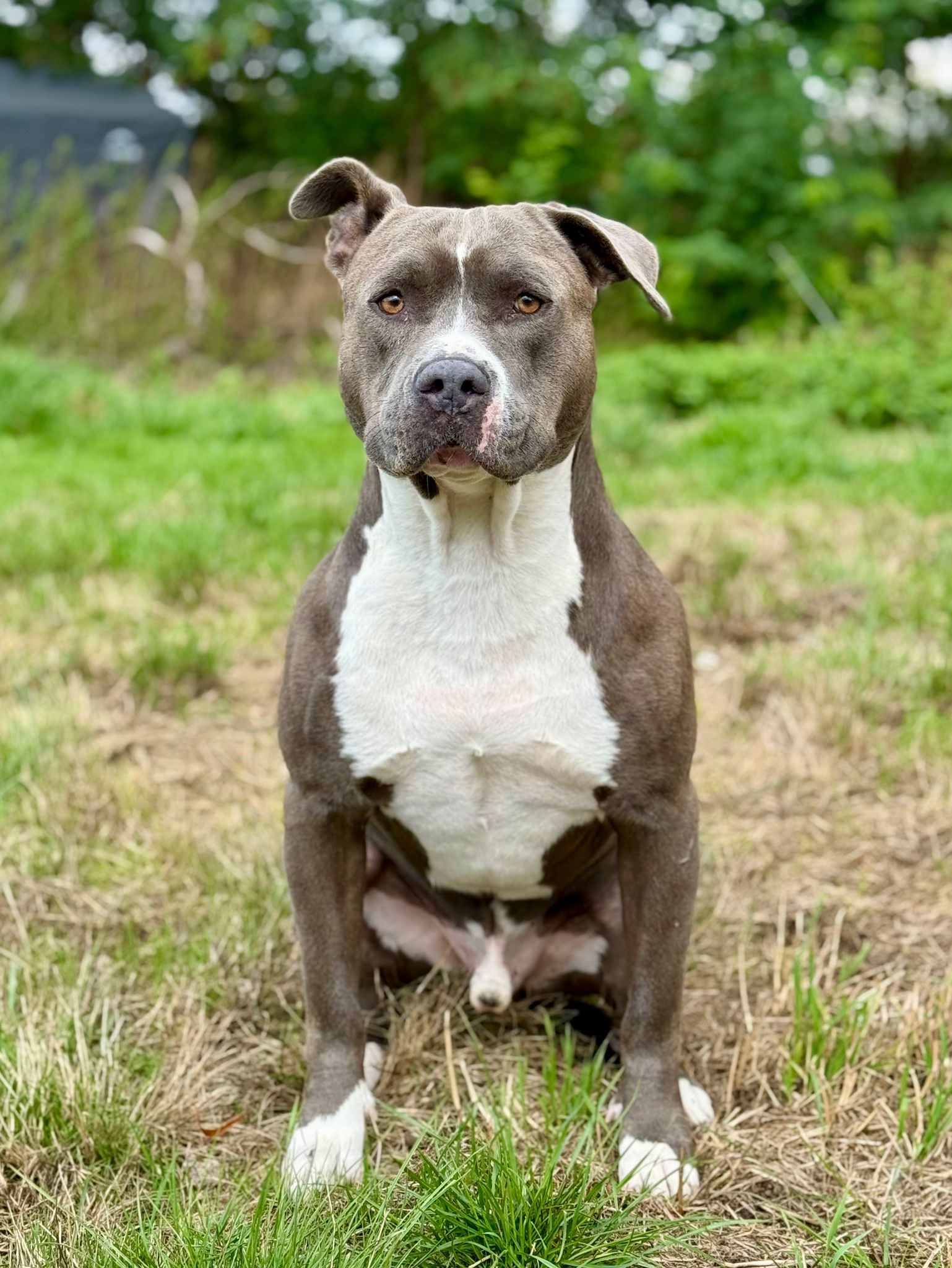 Tyco - Stafford x bully