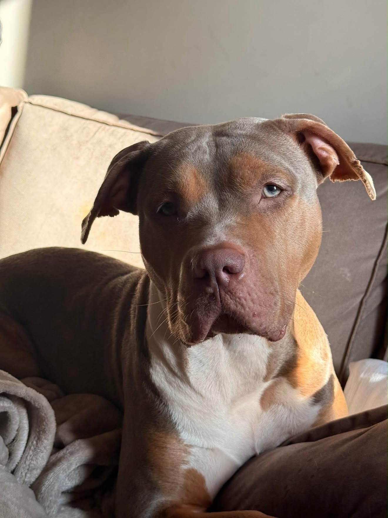 Zena - American bully XL